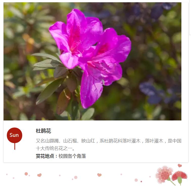 赏花6.jpg