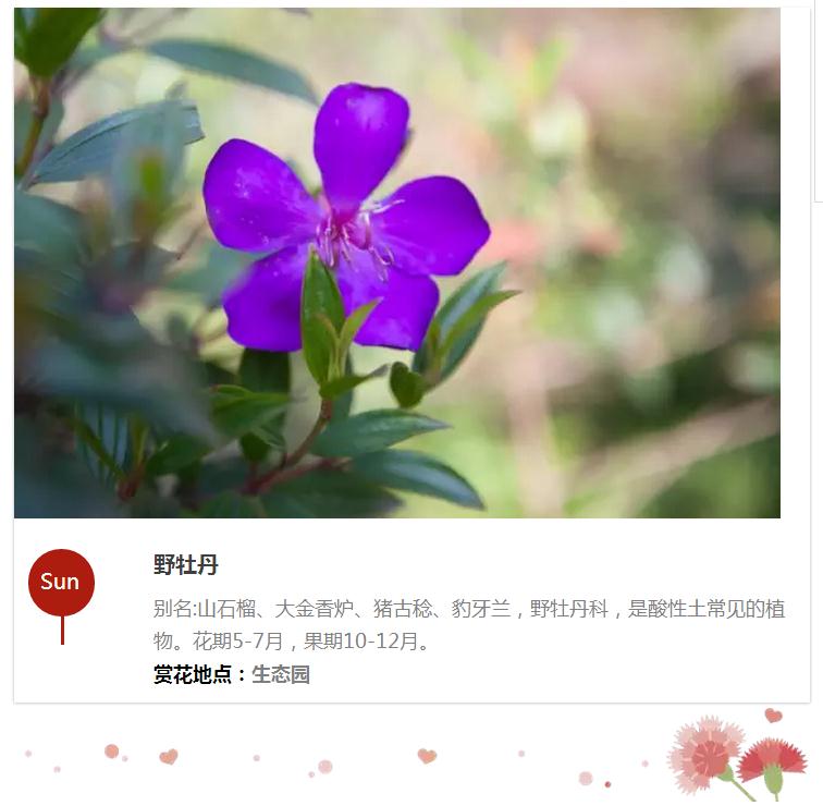 赏花20.jpg